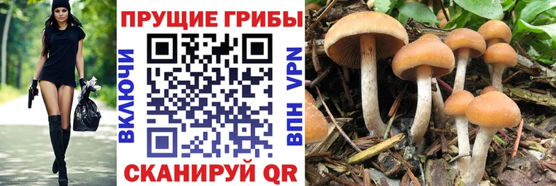 Купить закладки  Дюртюли  Галлюциногенные грибы MAGIC MUSHROOMS 